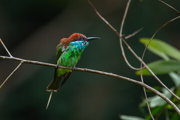 Obraz premium Blue-throated bee-eater (Merops viridis) drying up its body, after bathing in a lake, visible water splashes, natural bokeh background