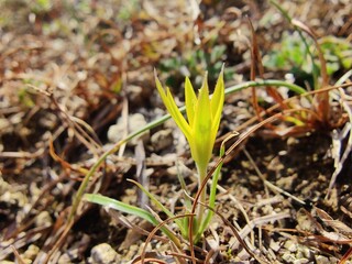 Gagea Minima or least Gagea yellow flowers

