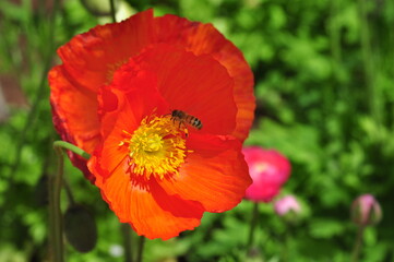 Obraz premium Beautiful Poppy flower bee pollen petals