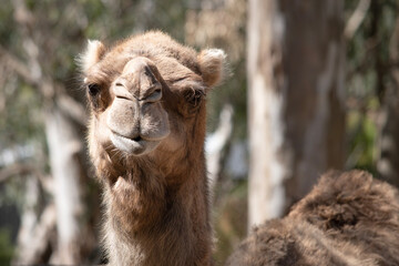 this is a close up of a camel