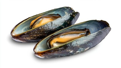 Fresh mussels on white background