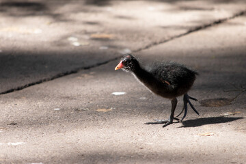 the dusky moorhen chick is looking for its mother
