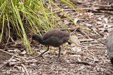 the dusky moorhen chick is black and its bill is just turning orange