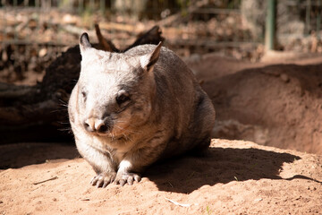 The hairy nosed wombats have softer fur, longer and more pointed ears and a broader muzzle fringed...