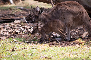 the kangaroo-Island Kangaroo has a light brown body with a white under belly. They also have black feet and paws