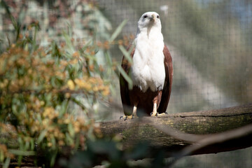 The brahminy kite is distinctive and contrastingly coloured, with chestnut plumage except for the white head and breast and black wing tips.