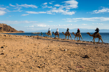 View of tourists riding camels along the coast of Red sea