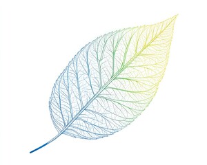 Colorful leaf skeleton, isolated, white background, nature design