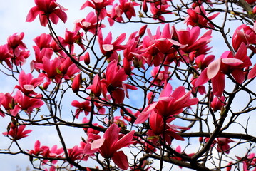 Beautiful magnolia tree blossoms in spring time. Chinese red magnolia flower. Romantic floral...