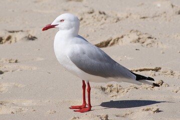 Sea gull bird Beach sand seagull