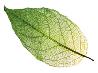 Obraz premium detailed green leaf with visible veins