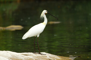 The eurasian spoonbill (Platalea leucorodia) lives in very large wetlands such as flooded lands, rivers and marshes. It feeds mainly on insects, small fish and tadpoles.