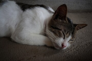 Serene Slumber A Grey and White Cat's Peaceful Rest