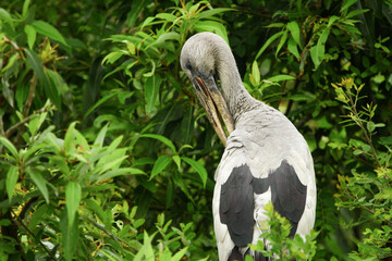 Asian openbills are native to the eastern biogeographic region and are found mostly in parts of India, Sri Lanka and Indochina. They inhabit wetlands such as flooded fields and shallow marshes.