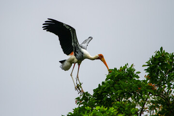 The painted stork (Mycteria leucocephala) is a large water bird in the stork family. They live in the wetlands of tropical lowlands in the Indian subcontinent south of the Himalayas and in Southeast A