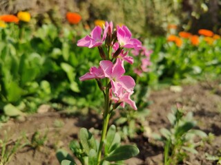Matthiola incana or Hoary stock Pink flowers