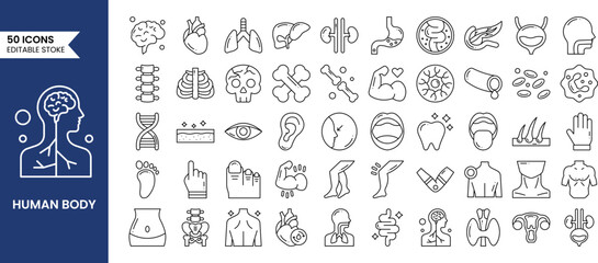 Anatomy icons set in line style. Containing eye, nose, mouth, ear, brain, head, hand, stomach, heart, kidneys, liver, lungs and more. Human body part and organs. Vector illustration