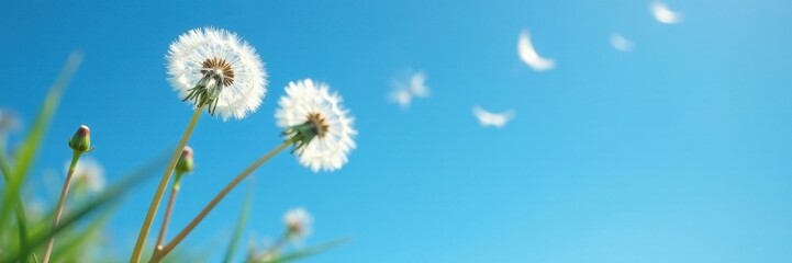 Delicate dandelion seeds drift on a vibrant blue sky , summer, soft