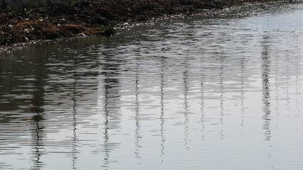 The shadows of plants and trees on the pond's surface create an abstract design