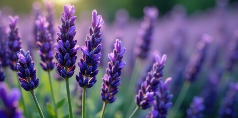 Fototapeta premium Dense cluster of lavender, intricate detail of buds and petals, calm, close up