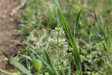 thlaspi bursa or Shepherd's Purse
