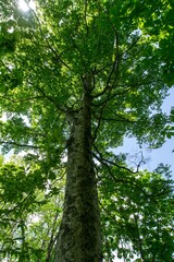 Obraz premium 豊かな森