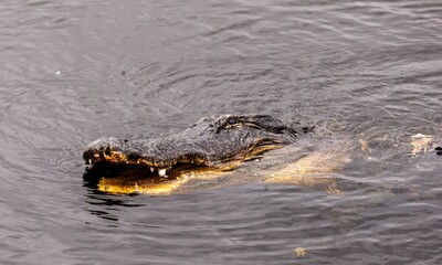 Alligator's head in water close-up