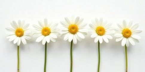 Obraz premium Five delicate white daisies, sunny yellow hearts, against pure white , flower, daisy