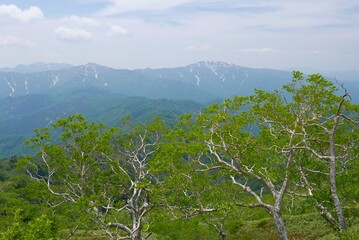 初夏の山岳風景