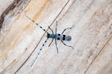 Male rosalia longicorn (roasila alpina) on a Sycamore trunk