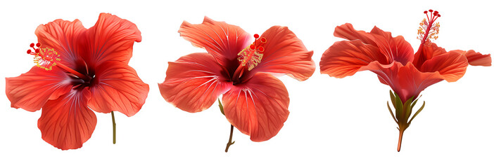 Obraz premium set of bright red hibiscus flower isolated in transparent background