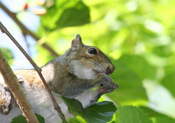 Hungry Squirrel eating a mulberry on tree in Homosassa Springs, Florida