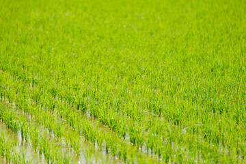 Lots of rice planted, rice fields in Asia, rice cultivation