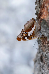 male purple emperor (apatura iris) sucking the tree juice of a Sycamore