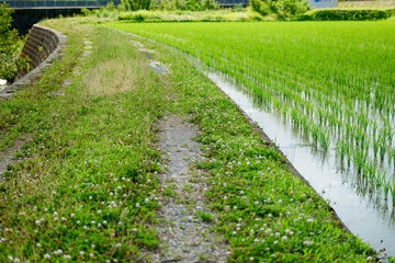 Lots of rice planted, rice fields in Asia, rice cultivation