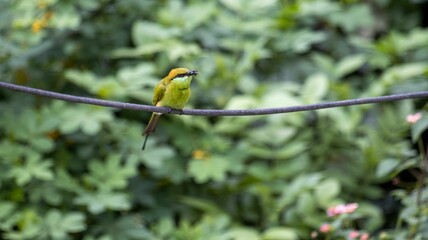 Green bee-eater perched on a wire.
