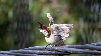 Red-whiskered bulbul on a wire