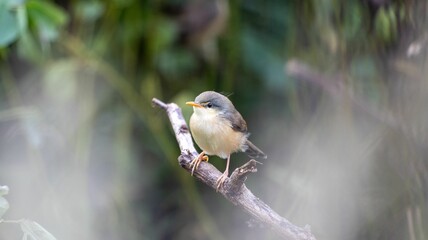 Bird perched on a branch in a serene setting.