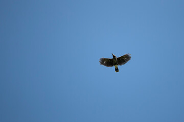 spotted nutcracker or eurasian nutcracker (nucifraga caryocatactes) in flight from below against...