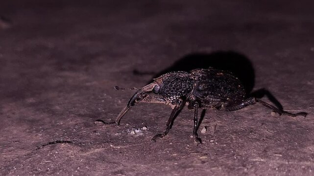 Beetle on the ground