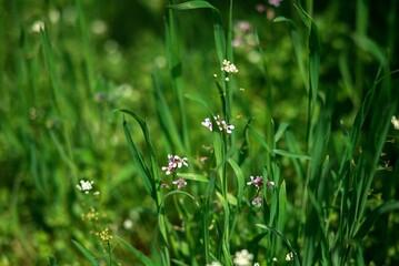 A spring green field with grass and wild purple wildflowers