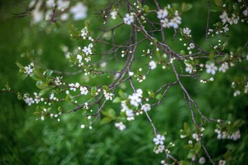 Spring white pear blossoms on a tree branch with green leaves