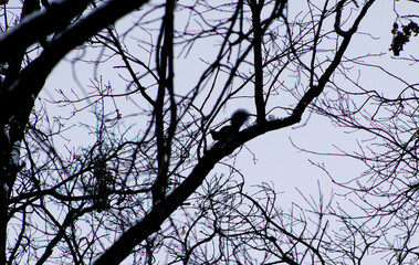Natural silhouette of a squirrel running on a tree branch. Squirrel on a tree branch. Squirrel silhouette. Snow on a tree branch.