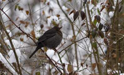 Female blackbird in the park. A female blackbird on a bush branch. Birds in winter. Blackbird, female, bird.
