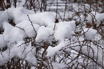 Snow falling on the branches of bushes. Decorative bushes in the park during the winter season. Winter season in the park. Snow on the branches.