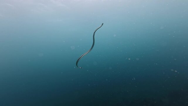 Lizard fish Synodus Indicus swimming on the seabed