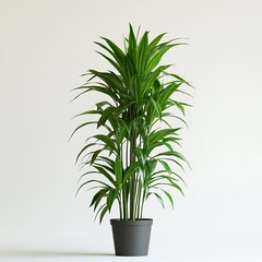Fototapeta premium Dracaena Marginata Plant in Pot Indoor Houseplant