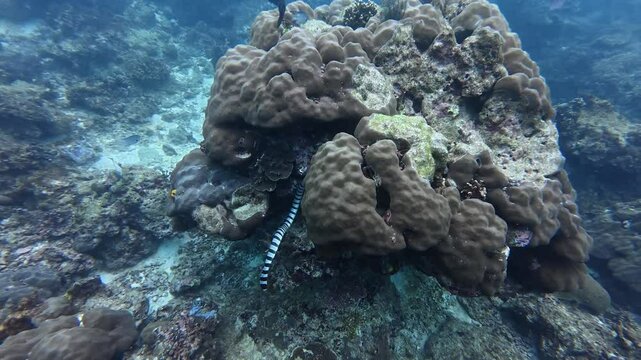 Lizard fish Synodus Indicus swimming on the seabed