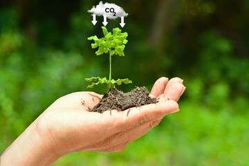 Tree on hand. CO2 emission reduction concept. Green business based on renewable energy can limit climate change and global warming. Clean and eco-friendly environment without carbon dioxide emissions.