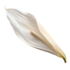 white lily flower petal isolated in transparent background